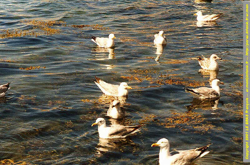 Goélan sur l'eau