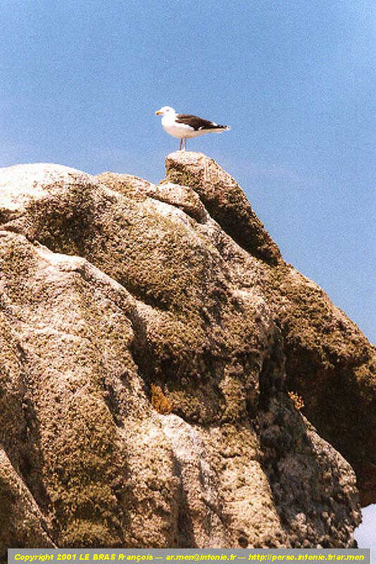 Goélan sur un rocher