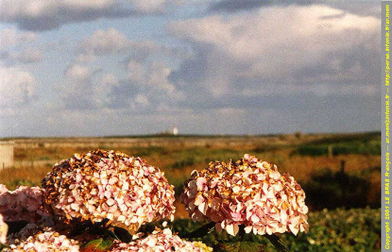 Les hortensias